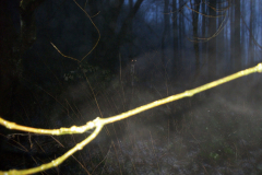 Dark Impressions - Luna Woody Wolf  1