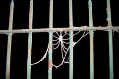 Dark Impressions -  Frozen Web  5
