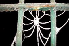 Dark Impressions -  Frozen Web  4