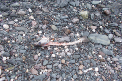 Rebitten  By The Lizard  - Washed Up