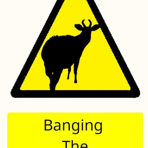 Banging-The-Bongo