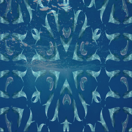 Sea-Creatures